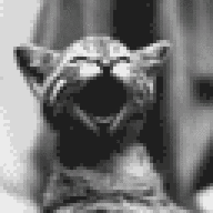 kujo